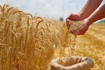 قیمت جهانی گندم صعودی شد