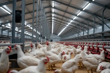 مدیریت هوشمندانه بحران گرمای هوا کلید تداوم تولید در مرغداری‌های مرکزی