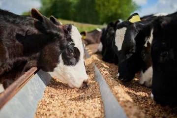 احیای نژاد بومی «زل» و اصلاح نژاد دام در بابل پیگیری می‌شود