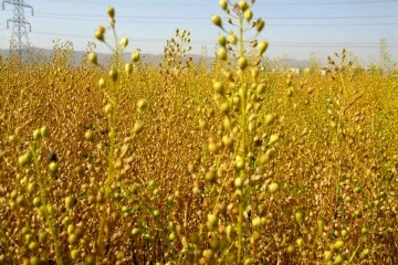 خرید۸۰ هزار تن دانه‌ روغنی از کشاورزان سراسر کشور