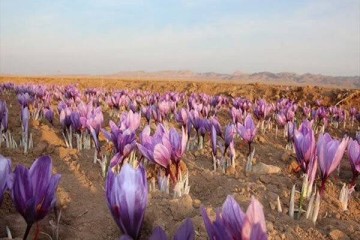 تولید زعفران، گل محمدی و خرمای ایران در رتبه نخست جهانی