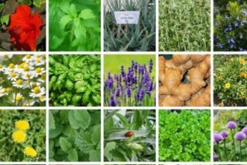 دورخیز همدان در تدوین برنامه‌ای مشترک برای‌ توسعه زنجیره ارزش افزوده گیاهان دارویی