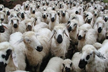 کاهش قیمت 30 درصدی گوسفند زنده ؛ گوشت ارزان نشد