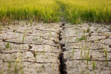 تشدید خطر گرما برای محصولات کشاورزی سال آینده اروپا
