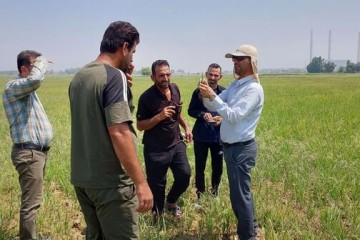 مهار هوشمندانه علف‌های هرز در شالیزارهای خشکه‌کاری؛ نسخه علمی محققان خوزستانی برای کشاورزان