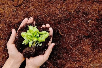 ممنوعین صادرات خاک به همراه گیاه