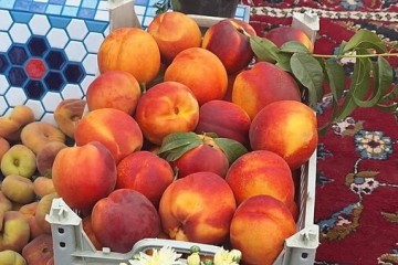 سومین جشنواره هلو و شلیل در پالیز برگزار می‌شود