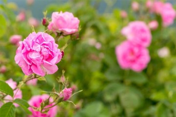مصرف روزانه گلسرخ بعد از ۴۰ سالگی عامل پیشگیری از آلزایمر است