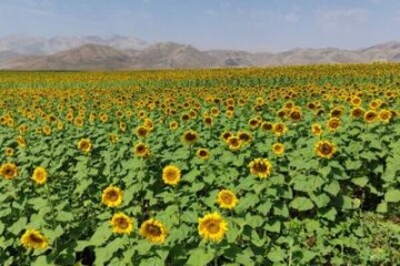 رخسار زرد آفتابگردان‌های زاگرس؛ طلای سنقر در حسرت صنایع تبدیلی می‌سوزد