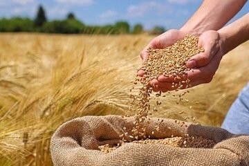 تولید خالص۳۶۳ هزار تن بذر شناسه دار گندم