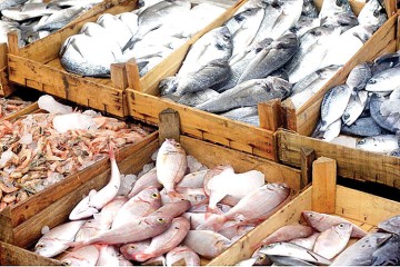 بازار روسیه ظرفیت مناسبی برای توسعه صادرات شیلات ایران است