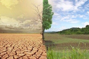 استقبال چین از پیشنهاد ایران برای همکاری‌ در زمینه جنگلداری و بیابان‌زدایی
