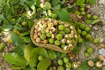 نخستین جشنواره گردو و عسل در سوادکوه برگزار می‌شود