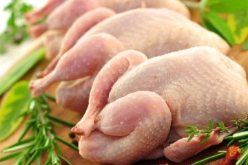 طرح ملی مرغ سایز اجرا می‌شود