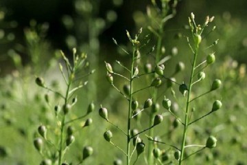 دوست پربرکت کشاورز و دشمن آلزایمر؛