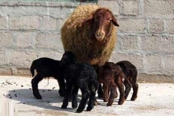 مشارکت ۱۷۰ روستای زنجان در طرح اصلاح نژاد گوسفند افشاری