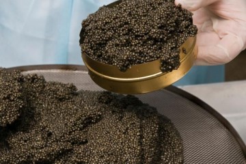 طرح نظارتی شیلات برای حفظ ذخایر آبزیان خزر/ خاویار غیرمجاز در بازار ماهی محمودآباد کشف شد