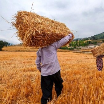 کشت ۹۰ درصدی گندم و جو در دیمزارهای کشور