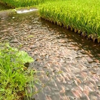 اختصاص ۱۱ هزار استخر ذخیره آب کشاورزی به پرورش ماهی
