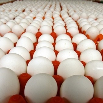 کشف یک انبار غیرمجاز نگهداری و نشانه گذاری تخم مرغ در اراک