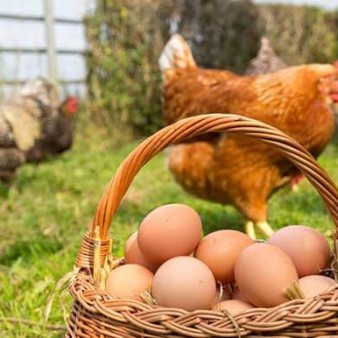 تولید مرغ و تخم مرغ در کشور مطلوب است