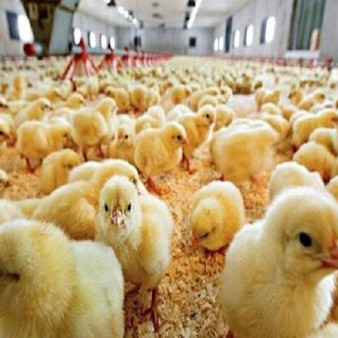 بیش از ۴ میلیون جوجه‌ریزی در مرغداری‌های همدان
