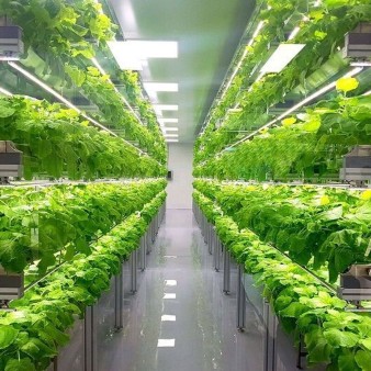افزایش ۵۰ درصدی محصولات باغی با تلاش یک شرکت دانش بنیان در کرمانشاه