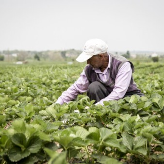 طرح‌های خانگی کشاورزی برای چهار هزار نفر در سیستان و بلوچستان شغل ایجاد کرد