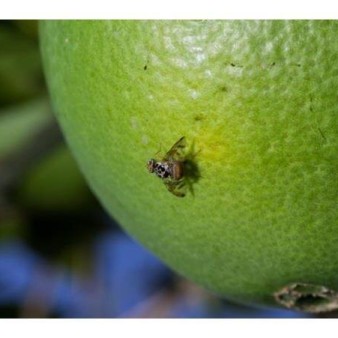 آفت مگس میوه مدیترانه‌ای در ۱۳۰۰ هکتار باغات آمل ردیابی شد