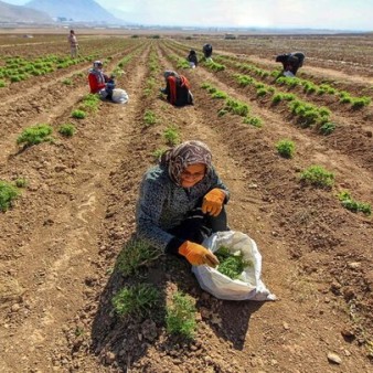 گیاه کنگر در اراضی زراعی کردستان کاشت می‌شود