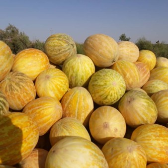 برداشت محصولات جالیزی در هیرمند منطقه سیستان آغاز شد