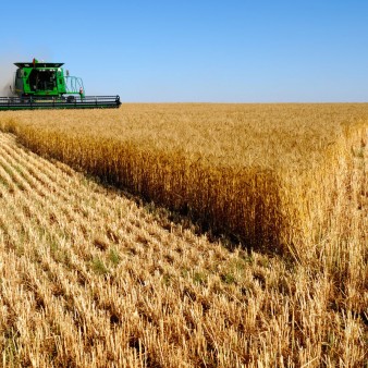 برداشت ۵۵۰ هزار تن گندم در استان لرستان پیش بینی می‌شود
