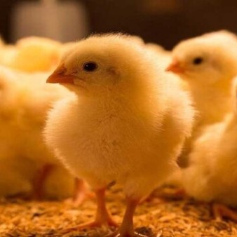 افزایش ۲۵ درصدی جوجه‌ریزی در مرغداری‌های چهارمحال و بختیاری