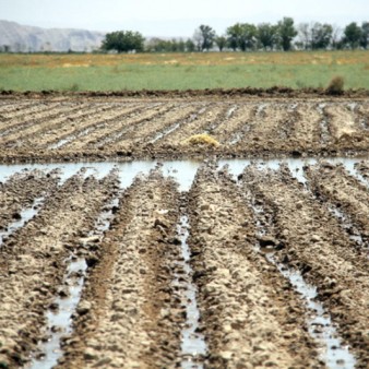 کشاورزی؛ فقیر‌تر از آب و خاک