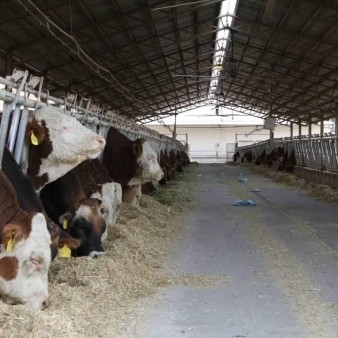 صادرات جنین گاوهای پربازده ایرانی به آفریقا و آسیای میانه آغاز شد