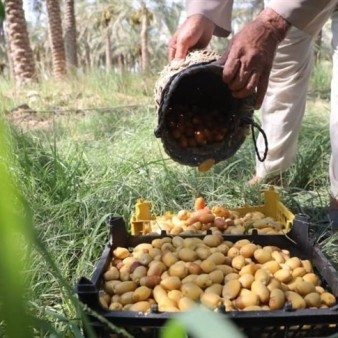 خرما هنوز نرسیده، خارَک درو می‌شود / روایتی از شادگانِ شیرین و تلخ