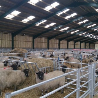 لزوم اجرای روش‌های نوین در دامداری‌های کردستان