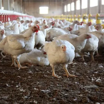 ماجرای مرغ تریاکی چیست؟/ واکنش مرغداران گوشتی به یک ادعا