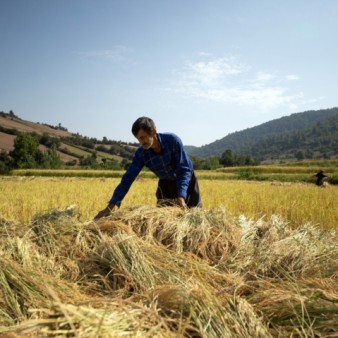 تجاری‌سازی محصولات کشاورزی مازندران باید محقق شود