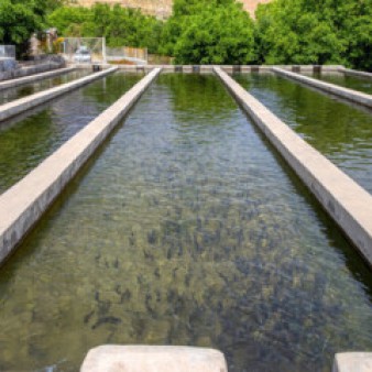 پیش بینی تولید ۱.۸ میلیون تن آبزی در برنامه هفتم پیشرفت