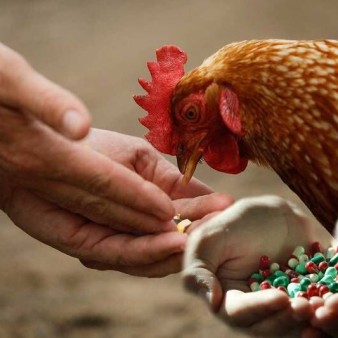 استفاده بی‌رویه از آنتی‌بیوتیک‌ها در دامداری و کشاورزی مقاومت میکروبی را تشدید می‌کند