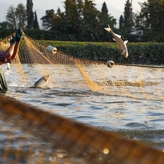 «آب سالمتر» در استخرهای پرورش ماهی، با فناوری هسته‌ای