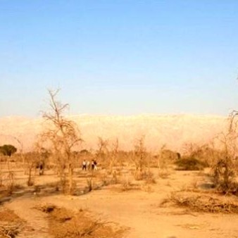 رویشگاه ژنتیکی " آکاسیا آلبیدا " منحصربه‌ فرد کشور در معرض تهدید جدی