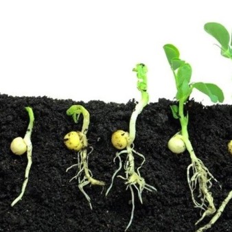 تحریک جوانه‌زنی بذر با پرتودهی