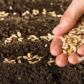 تولید بیش از ۲۵۰۰ تن بذور غلات طی سال زراعی جاری