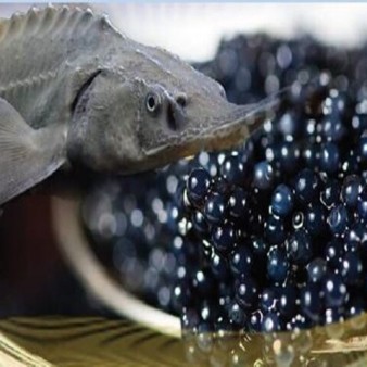 بیش از ۹۰ درصد خاویار تولیدی کشور صادر می‌شود