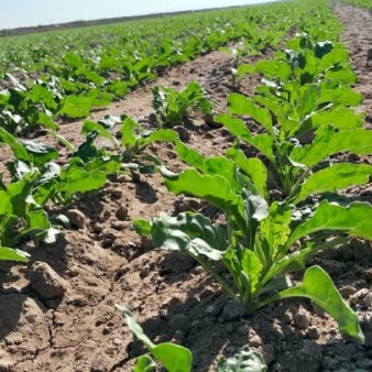 خسارت ۱۱ همتی سیل آذرماه به بخش کشاورزی