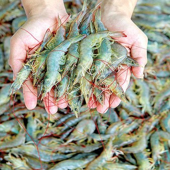 افزایش ۳۷درصدی تولید میگو