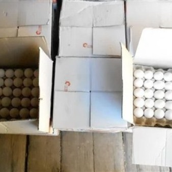 مرغ‌های تخم‌گذار کشتار می شود