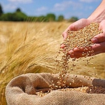 توزیع بیش از ۵۶۰۰ تن بذر گندم در کهگیلویه و بویراحمد